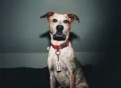 Cheapest ⌛ Stussy DOMINO KEYCHAIN 🛒 -Stussy Sales 000034810001 1